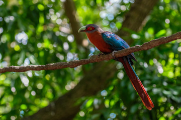 Fototapeta premium Jungle Bird