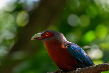 Jungle Bird