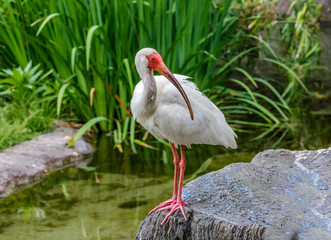 White Ibis