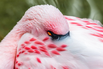 Flamingo at rest