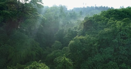 Aerial view of foggy rainforest. Flight over of jungle - Powered by Adobe