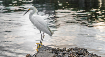 Close up of egret heron bird near the water