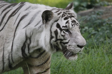 Ferocious White Tiger in the Forest