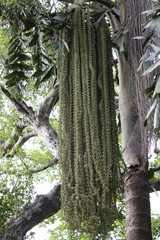 Rare Flower of Nature