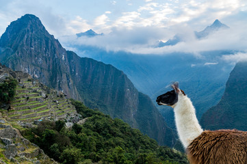 Machu Picchu Llama