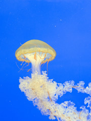 Orange jellyfish (Chrysaora fuscescens or Pacific sea nettle) in blue ocean water.