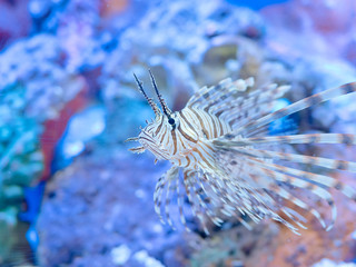 Common Lionfish (Turkeyfish, Red Lionfish), or exotic tropical Devil firefish.