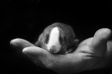 Newborn rabbit in the owner's hand.Caring for pets. Love to the animals