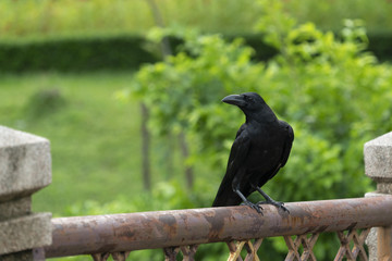 Black crow on the fence