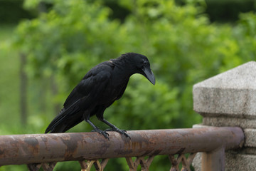 Black crow on the fence
