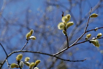 Willow tree branches budding in early spring