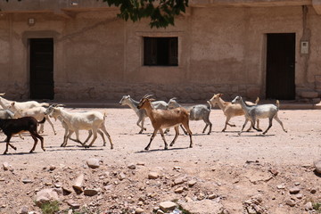 animales y naturaleza de jujuy