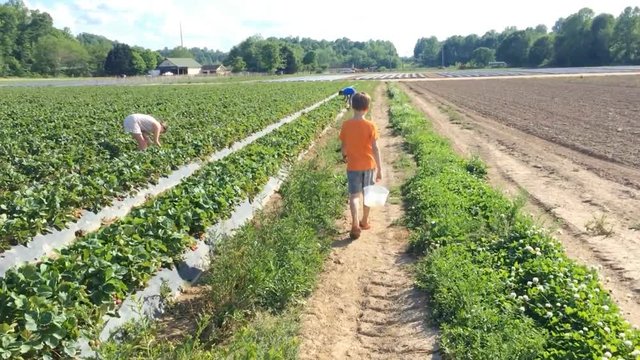 Little boy picking strawberries in strawberry patch
