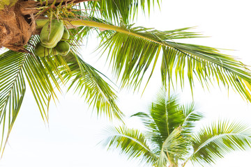 Fototapeta premium Coconut palm tree with white sky for summer holiday and vacation concept.