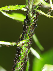 Aphids, close-up