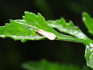 Moth insects, close-up