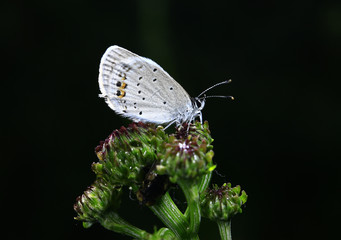 The butterfly close-up