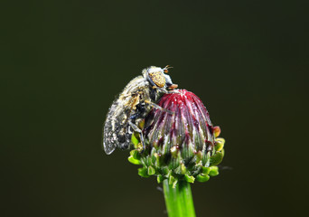 The gadfly, taken in the wild