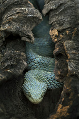 Venomous Bush Viper (Atheris squamigera) in Log - Blue Phase