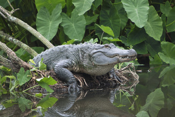 American Alligator in Swamp