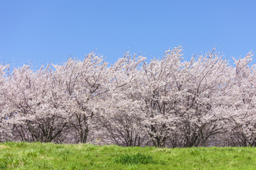 Naklejka premium 桜の木と草原