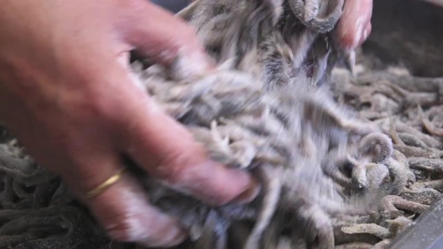 Fresh anchovies mixed with flour, close up