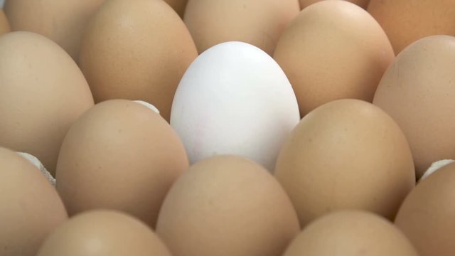 Individual White Egg  with Brown Eggs  In An Rotating Green  Carton Egg Tray