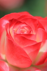 薔薇の花のクローズアップ