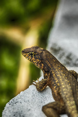 Curly Tail Florida Lizard