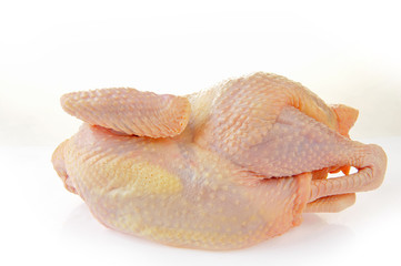 Chicken isolated on a white background