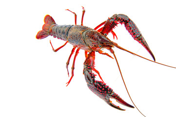 Lobster on a white background