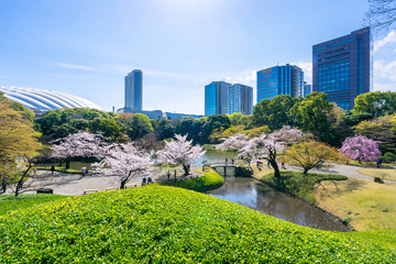 Tokyo, Japan - March 30, 2018 :Koishikawa Korakuen Garden is popular cherry blossom spot in...