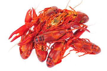 Lobster on a white background