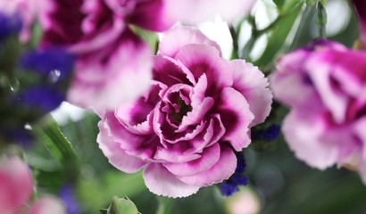 Close up purple flower