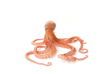 Obraz premium Octopus on a white background