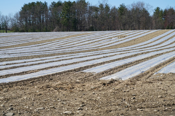 farm field in spring season with plastic membrane