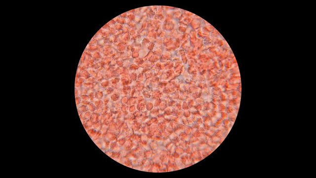 blood of a dog under a microscope