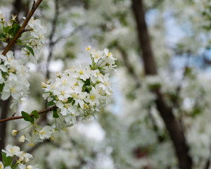 Crabapple-Blue