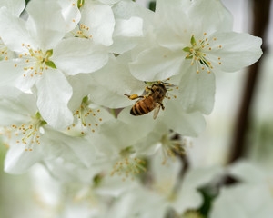 Crabapple-Bee