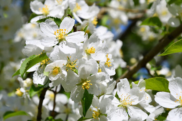 White flowers of the Apple-tree
