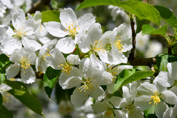White flowers of the Apple-tree