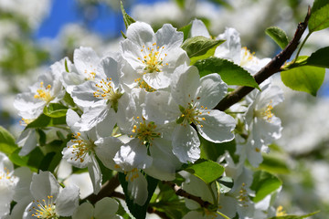 White flowers of the Apple-tree