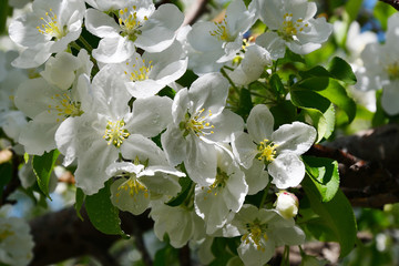 White flowers of the Apple-tree