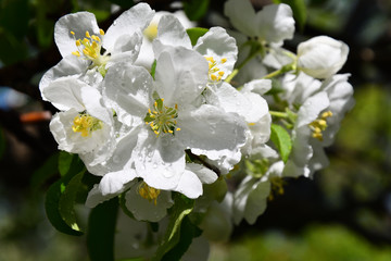 White flowers of the Apple-tree