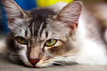 Cute cat face in close up