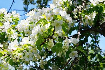 White flowers of the Apple-tree