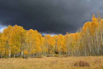 Fototapeta premium Fall Storm