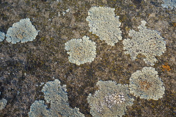 Parmelia saxatilis lichen