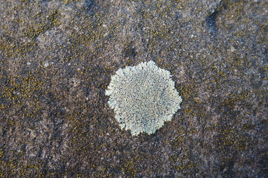 Parmelia saxatilis lichen