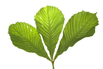 Chestnut leaf isolated on white background